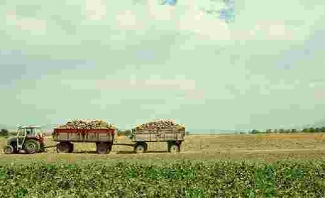 Elazığ’da çiftçiler şeker pancarı mesaisinde