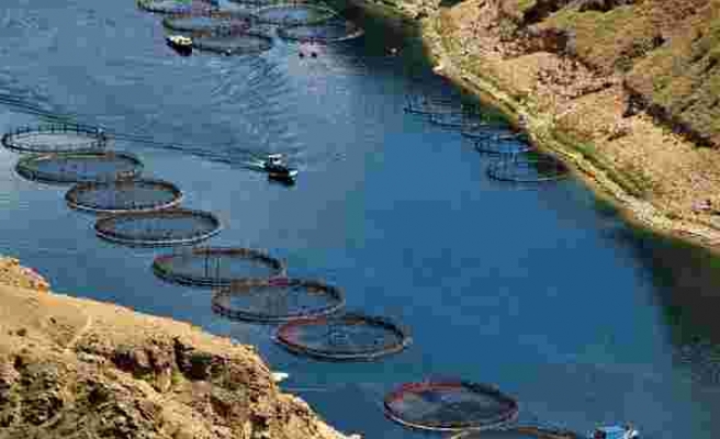 Elazığ’da üretilen 21 bin ton alabalık, 25 Avrupa ülkesine ihraç ediliyor