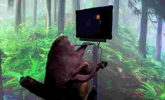 Elon Musk'ın Çılgın Projesi: Beyin Çipi Takılı Maymun, Zihin Gücüyle Video Oyunu Oynadı