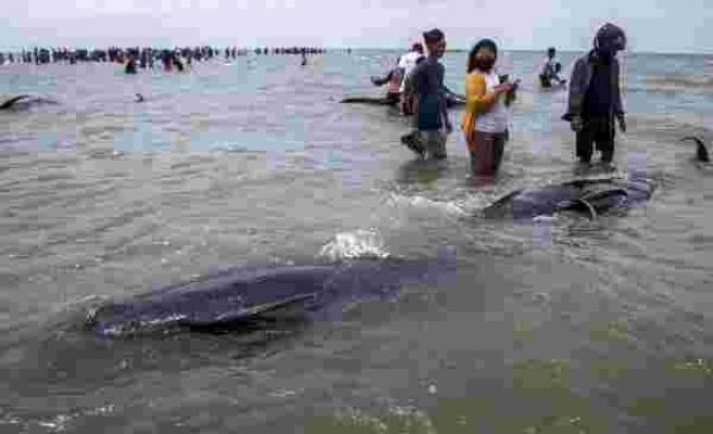Endonezya'da 45 pilot balina kıyıya vurdu