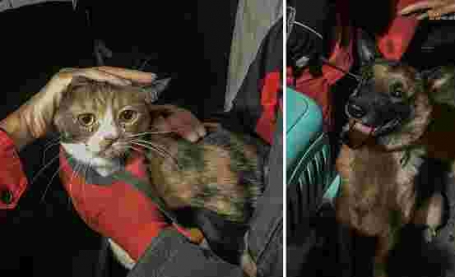 Enkaz Altındaki Kedi, Yaklaşık 30 Saat Sonra K-9 Köpeği Tarafından Kurtarıldı