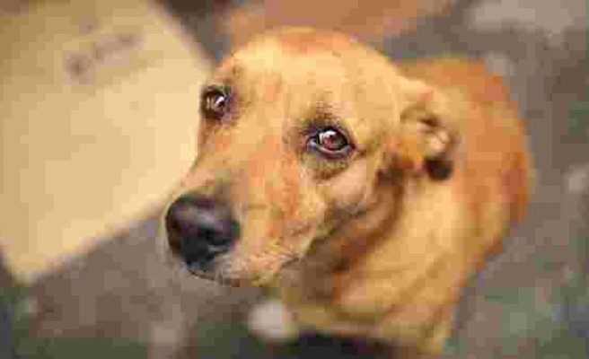 Evden Açlıktan Bitkin Düşmüş 30 Köpek Çıkartıldı: Hayvanlara İşkence Eden Bayan Gözaltına Alındı