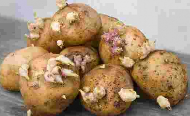 Filizlenen patatese dikkat