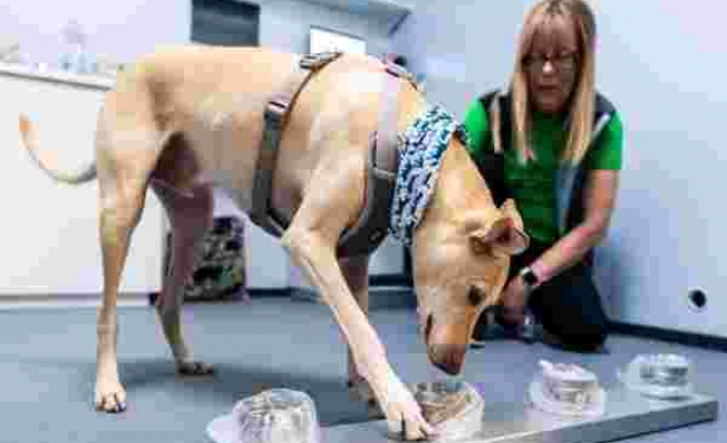 Finlandiya'da Hassas Koku Eğitimli Köpekler Koklayarak Koronavirüs Tespiti Yapacaklar: PCR Testlerinden Daha Güvenli