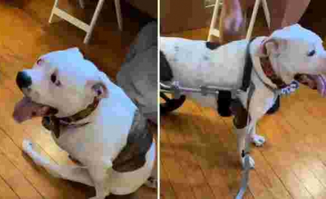 Fiziksel Engelli Köpeğin Tekerlekli Sandalyesine Binerken Yaşadığı Efsane Mutluluk Anları