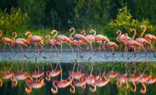 Flamingo testi erken ölüm riskinizi belirleyebilir