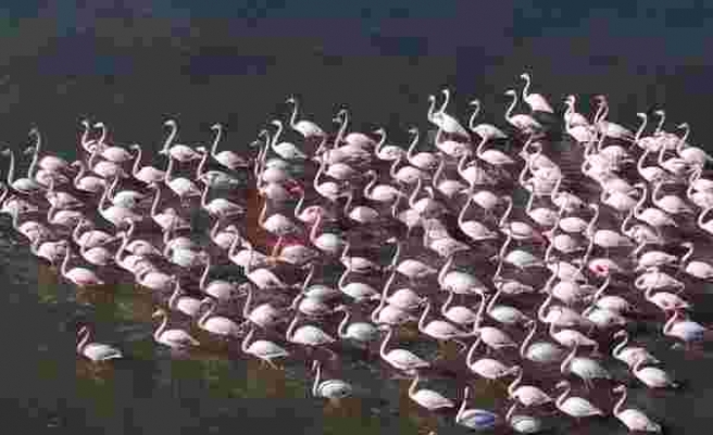 Flamingolar Bodrum’a renk kattı