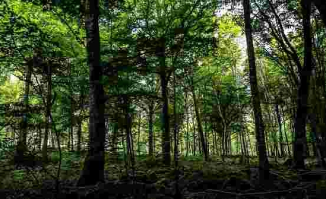 Fransa'da Kadın Cinayeti: Dört Çocuk Annesi Yasemin Çetindağ'ın Cesedi Ormanda Bulundu