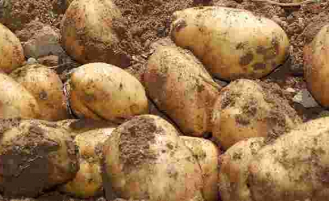 Fransa'da kuraklık patates hasadını da vurdu