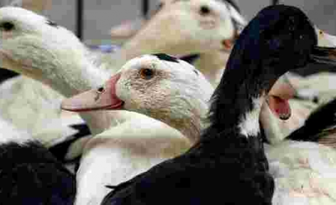 Fransa'da kuş gribi nedeniyle karantina ilan edildi