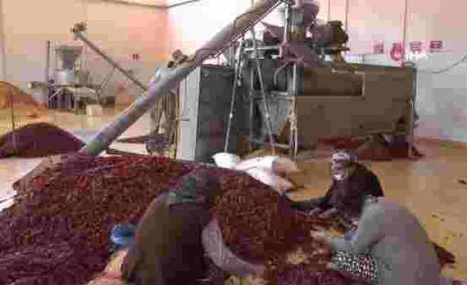 Gaziantep'te üretilen pul biberler Avrupa, İngiltere ve ABD'ye ihraç ediliyor