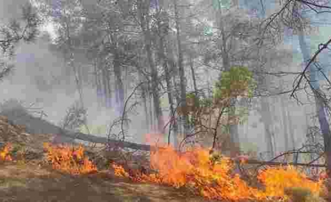 Geçen Hafta 5 Farklı Noktada Çıkmıştı: Kaş'ta Yeniden Orman Yangını