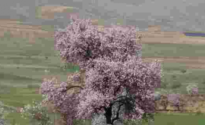 Gercüş’te çiçek açan ağaçlar kartpostallık görüntüler oluşturdu