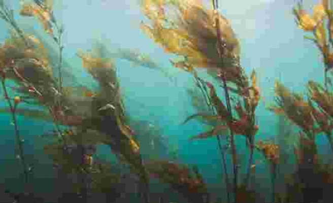Gıda kıtlığının çözümü deniz yosunları mi?