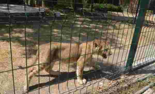 Gölbaşı'ndaki özel hayvanat bahçesi için kapatma kararı
