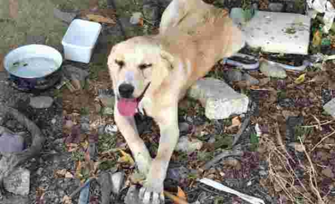 Goldi'yi Gece Bıçaklayarak Yaralamıştı: İfadesi Alınıp Serbest Bırakılan Şahıs Sabah Köpeği Öldürdü