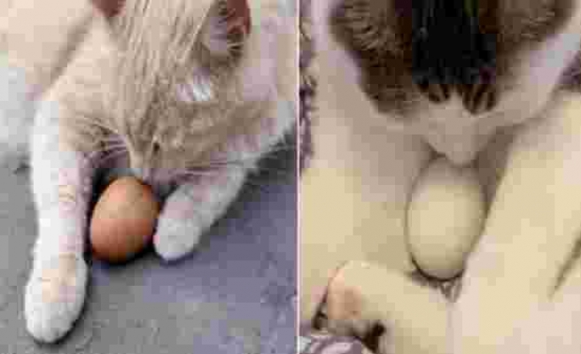 Gözlerinizden Kalpler Fışkıracak: Kediler Kendilerine Verilen Yumurtaları Koruyorlar