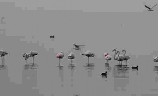 Güzellikleri ile büyüleyen flamingolar İzmit Körfezi’ni mesken tuttu