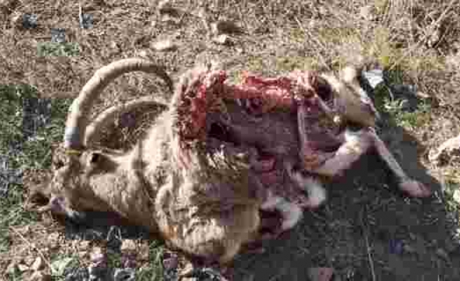 Hakkari’de dağ keçisi ölü bulundu