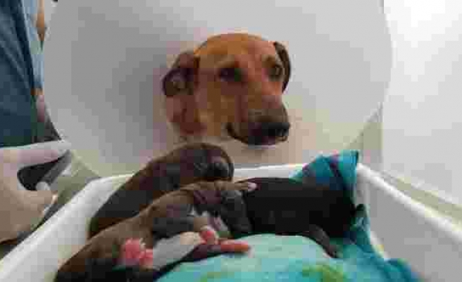 Hamile köpek doğum yapmak için hastanenin acil servisine gitti