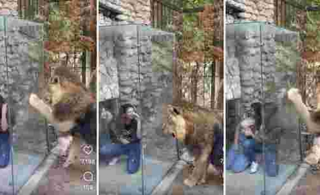 Hapsedilmiş Aslanı Cam Kafesin Arkasından Eğlence Malzemesi Yapan Kadınların Tepki Çeken Görüntüleri