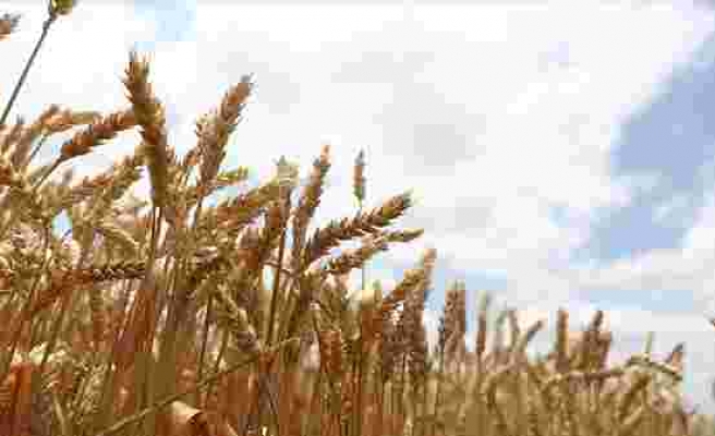 Hasat Sonrası Hedef Tutmadı: Toprak Mahsulleri Ofisi 500 Bin Ton Buğday İthal Edecek