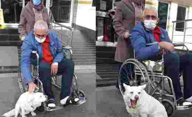 Hastanenin Kapısında Beklediği İnsan Dostu Cemal Şentürk Taburcu Olunca Mutluluktan Havalara Uçan Köpek