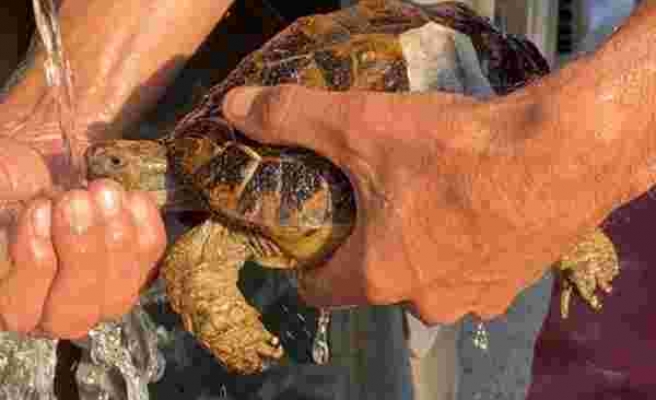 Hatay'da Yanmaktan Son Anda Kurtarılan Kaplumbağaya İtfaiye Ekiplerinin Su Vermesi ile Hayata Yeniden Tutundu