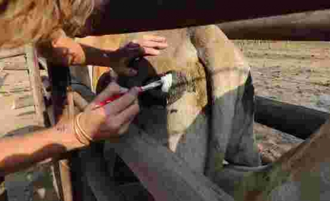 Hayat Kurtaran Maykaj: Sığırları Yırtıcılardan Korumak İçin Kalçalarına Göz Çiziliyor