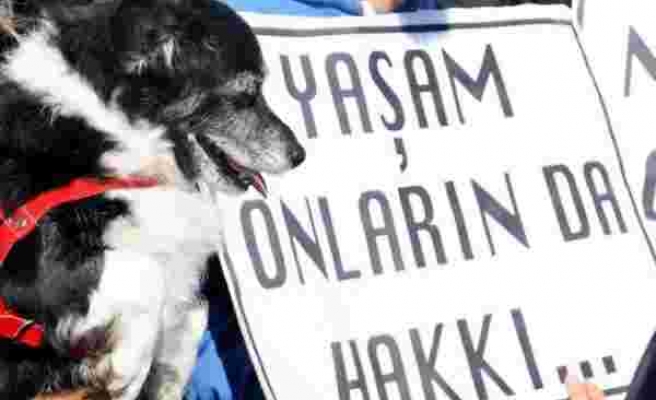 Hayvan Hakları Hâlâ Meclis'te Bekliyor: Yine Bir Yavru Köpeğin Bacakları Kesildi