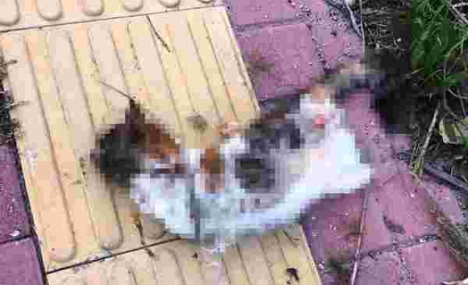 Hayvan Hakları Yasası İçin Ne Bekleniyor? Antalya'da Bir Kedi Bacakları Kesilmiş Halde Bulundu...
