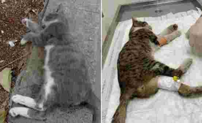 Hayvan Hakları Yasası Nerede? Gaziantep'te Çok Sayıda Kedi Katledildi