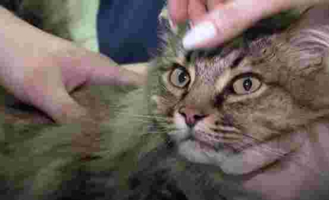 Hayvanlar İçin Geliştirilen Covid-19 Aşısını Olan İlk Hayvan: Kesha