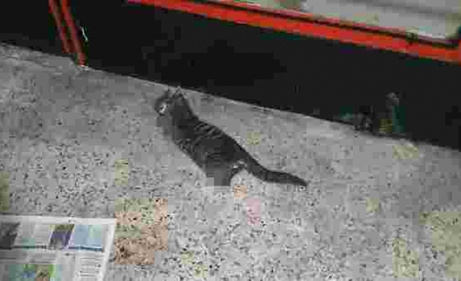 Hayvanlara Yapılan Katliam Durmuyor: Pasaj İçinde Dört Ayağı Kesilmiş Bir Kedi Ölüsü Bulundu