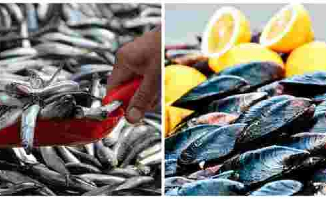 Hem Hayvanları Hem Kendimizi Zehirliyoruz: Türkiye'de İki Balıktan Birinde, Midyelerin Yüzde 91'inde Mikroplastik Bulundu