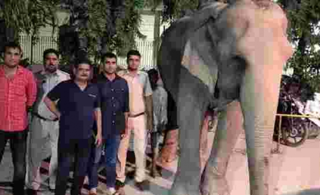 Hindistan'da kayıp fil 'Laxmi' bulundu