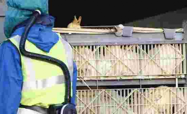 İngiltere'de yüksek derecede bulaşıcı 'kuş gribi' salgını