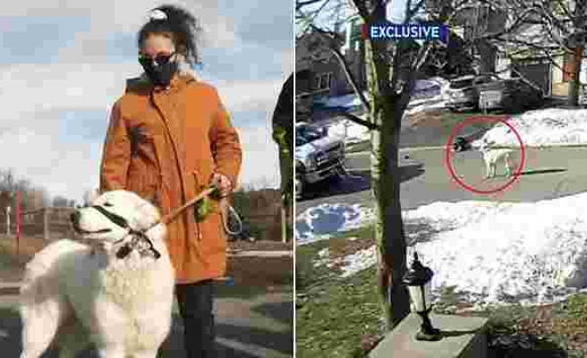 İnsan Dostu Sokakta Nöbet Geçirip Yere Düşünce Trafiği Durdurarak İnsanlardan Yardım İsteyen Zeki Köpek