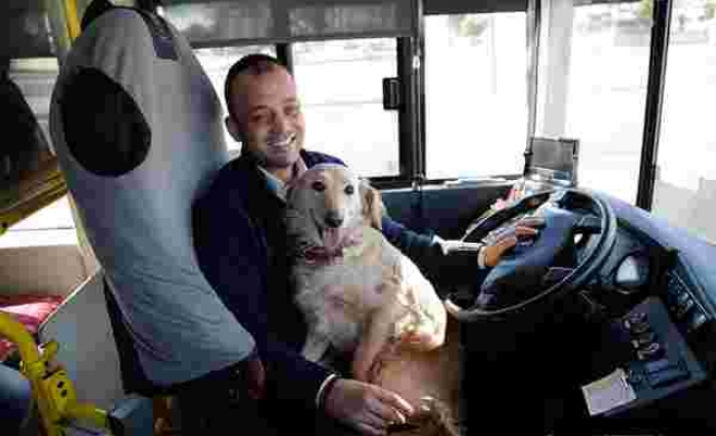 İnsan Dostunu Kaybeden ve Soğuktan Üşüyen Köpek Otobüse Sığındı