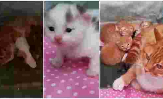 İnternetini Yeni Bağlatanlar İçin: Atölyede Baktığı Kedi Doğum Yapınca Mutluluktan Kendinden Geçen Osman Abi