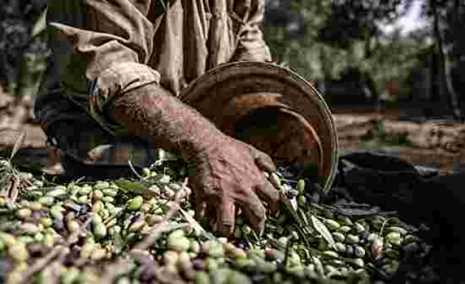 İspanya'da kuraklık nedeniyle zeytinde hasat yarıya düşecek