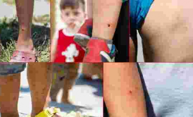 İstanbul'da 'Aedes' tehdidi