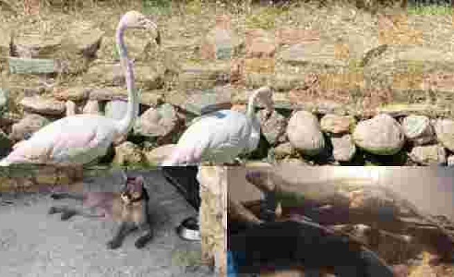 İstanbul'da Silah Kaçakçılığı Operasyonu: Baskın Yapılan Evde Puma, Flamingo ve İguana Ele Geçirildi