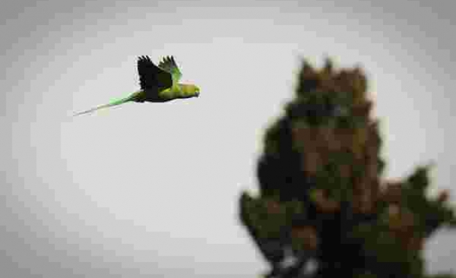 İstanbul'da Yeşil Papağan İstilası: Şehirdeki Ekolojik Denge Bozulabilir
