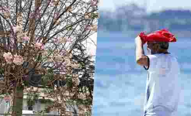 İstanbul'un Biyolojik Ritmi Bozuldu: 'Aralık Ayında Ağaçların Çiçek Açması Normal Değil'