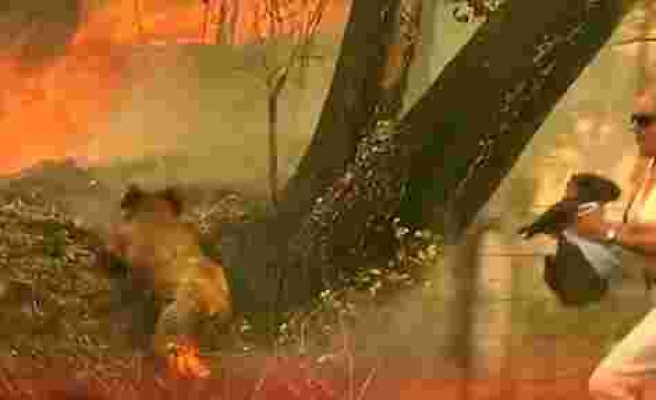 İyi İnsanlar İyi ki Varlar: Yangından Kaçarken Ormanda Mahsur Kalan Koalayı Kurtaran Güzel İnsan!