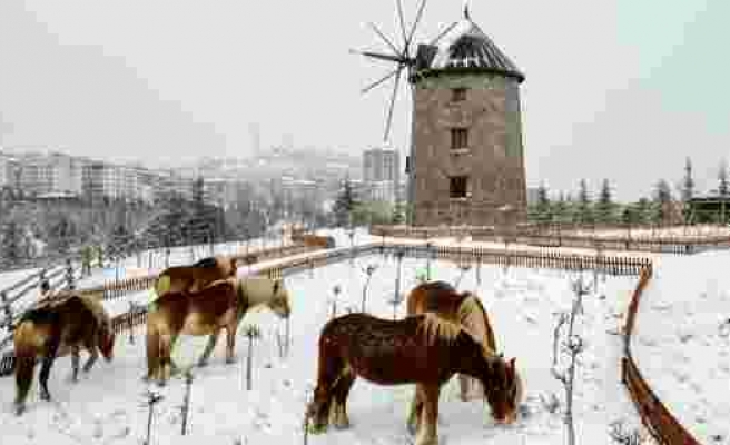 İzmir'de faytonların kaldırılması ile özgür kalan atların kar keyfi