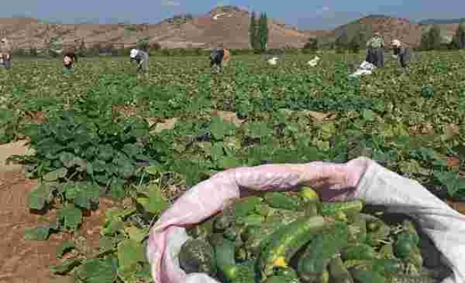 İzmir'de salatalık üreticileri dertli