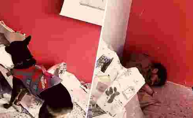 İzmir Depreminde Onlarca Hayat Kurtardılar: Arama Kurtarma Köpeği Mexx'in Tatbikat Görüntüleri