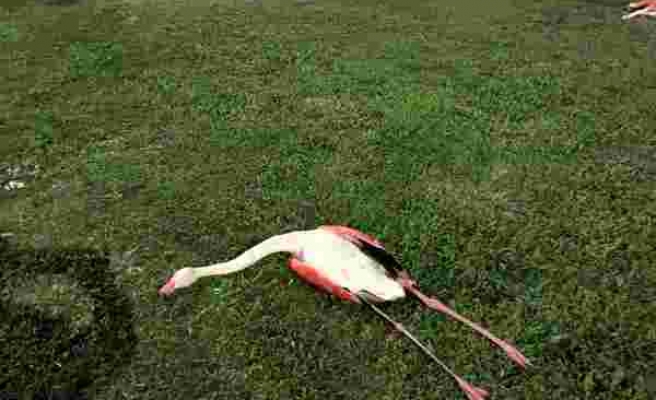 İzmir Sahilinde 9 Ölü Flamingo Bulundu: 'Ölümleri Normal Değil'